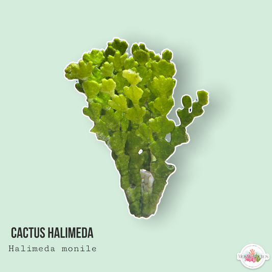 Cactus Halimeda | Halimeda monile