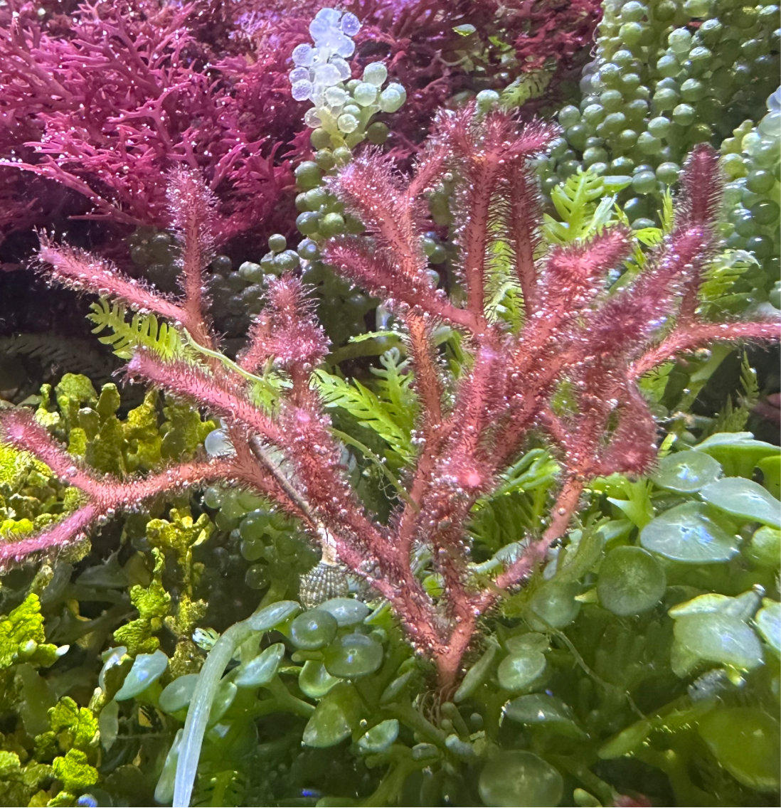 Fuzzy Antler Macroalgae | Digenea simplex