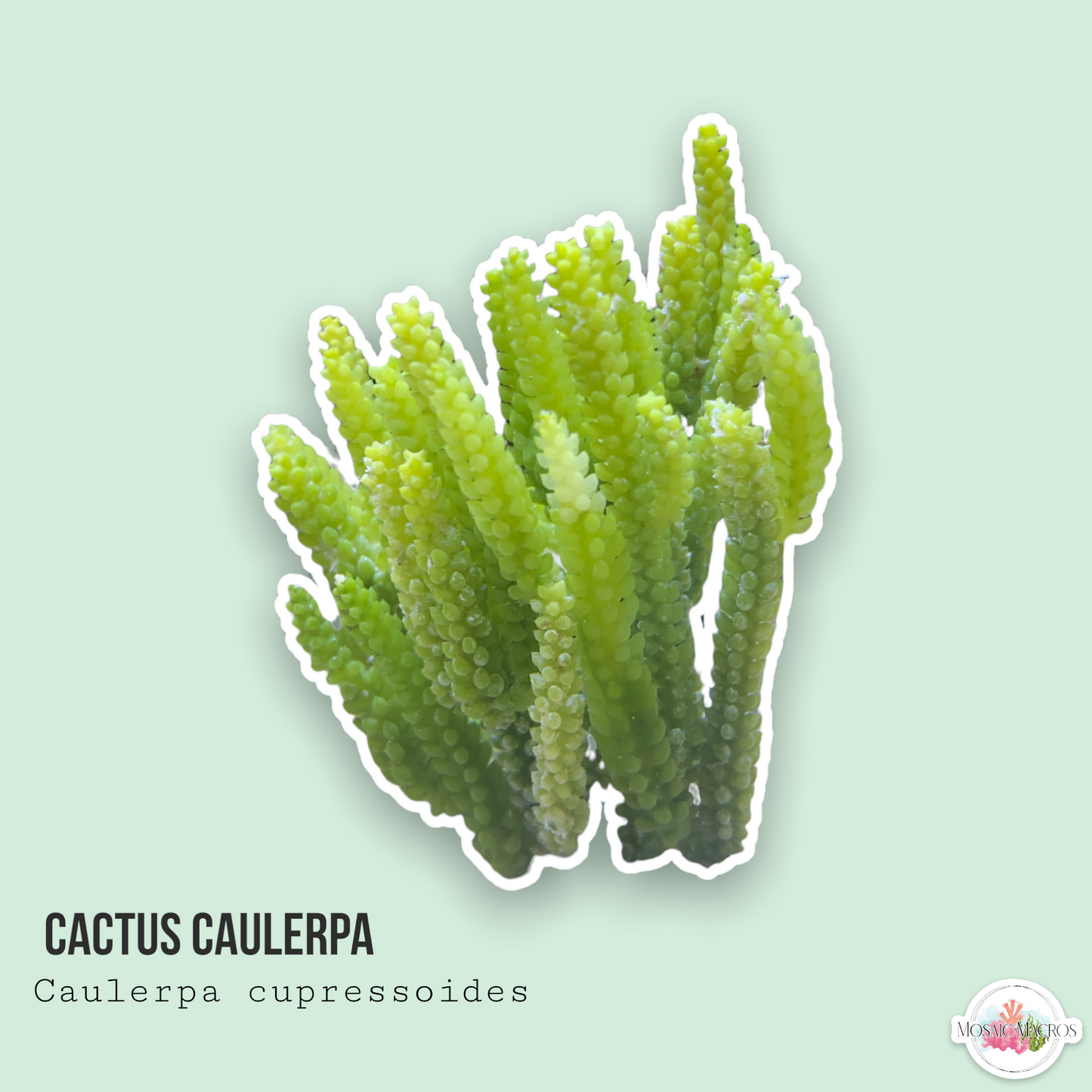 Cactus Caulerpa | Caulerpa cupressoides
