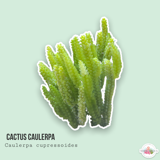 Cactus Caulerpa | Caulerpa cupressoides