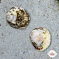 XL Turban Snail | Lithopoma sp.
