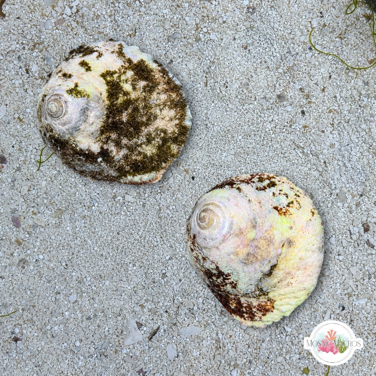 XL Turban Snail | Lithopoma sp.