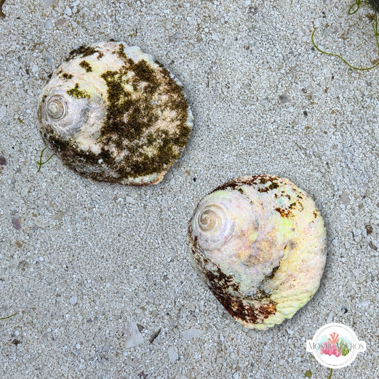 XL Turban Snail | Lithopoma sp.