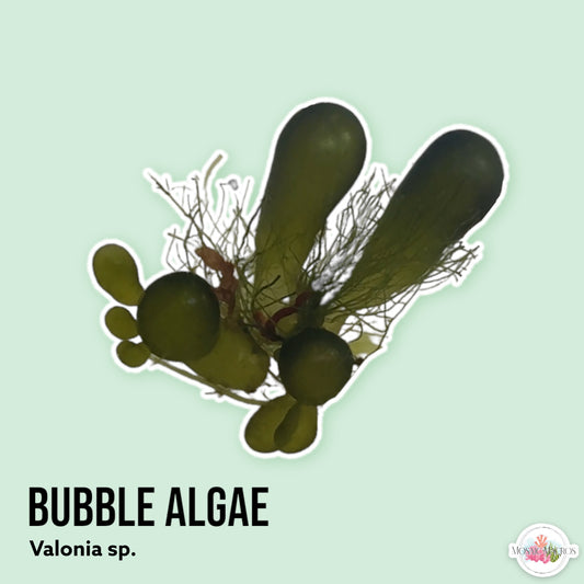 Bubble Algae | Valonia sp.