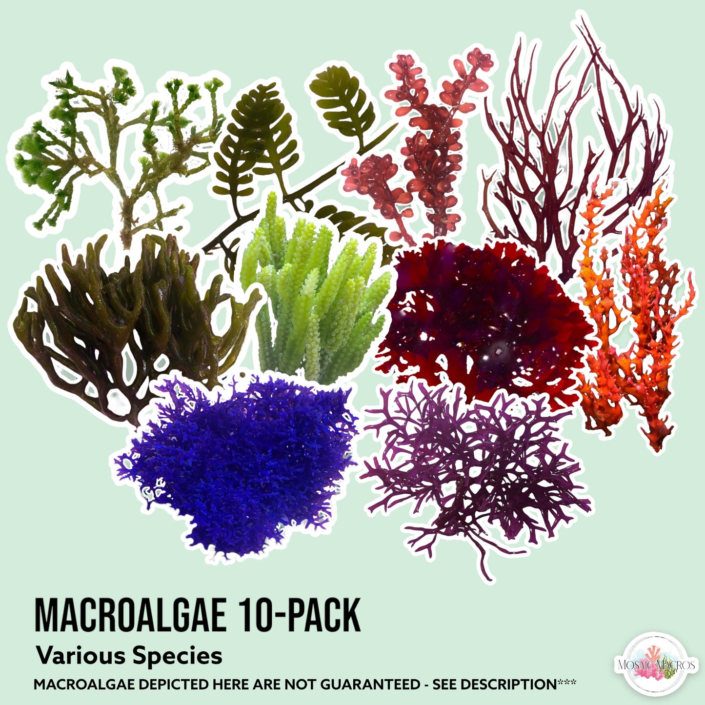 10-Pack Macroalgae Sampler | Various Species