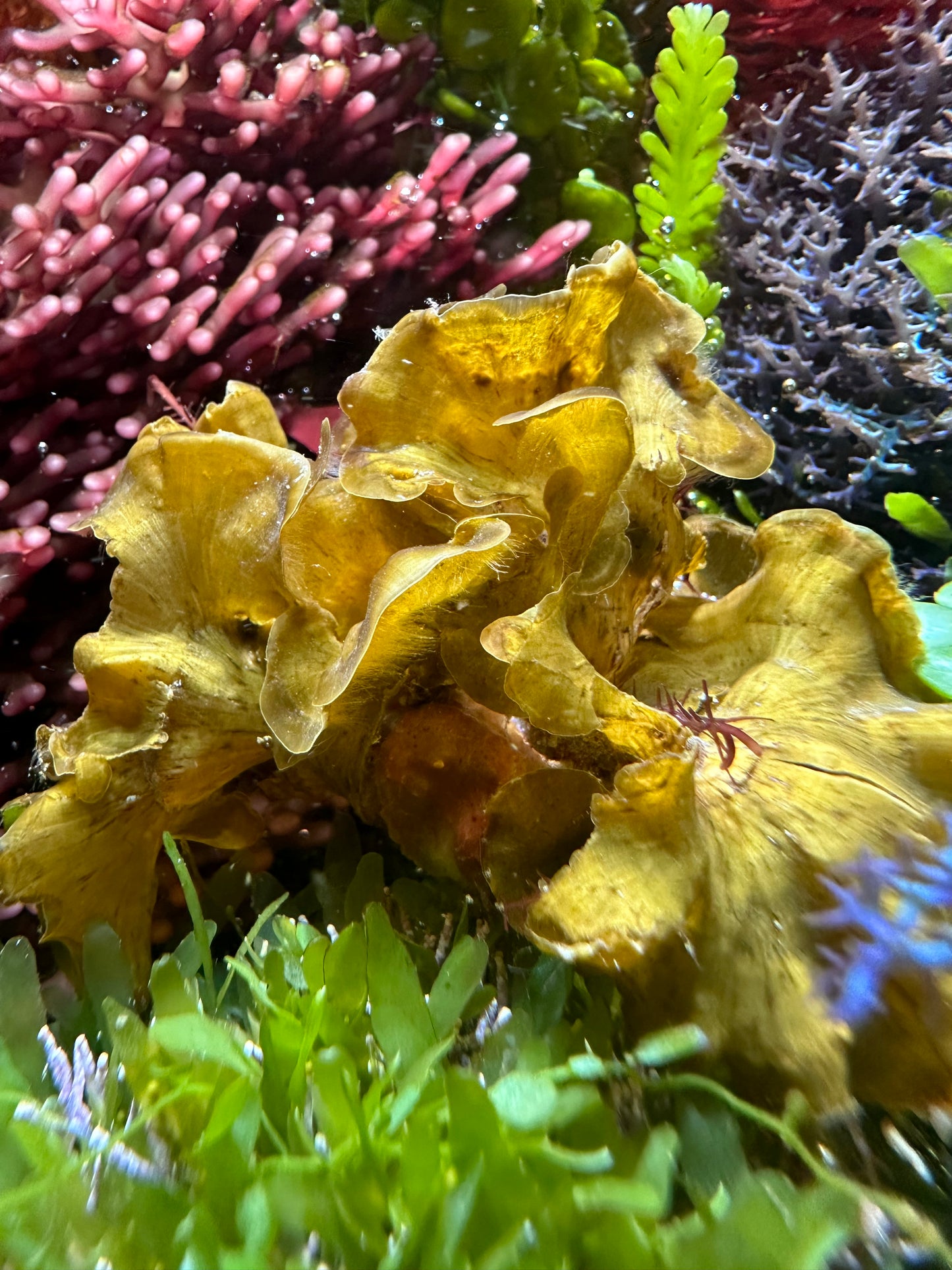 Brown Ruffles Macroalgae | Lobophora sp.