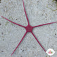 Purple Serpent Star | Ophioderma cinereum