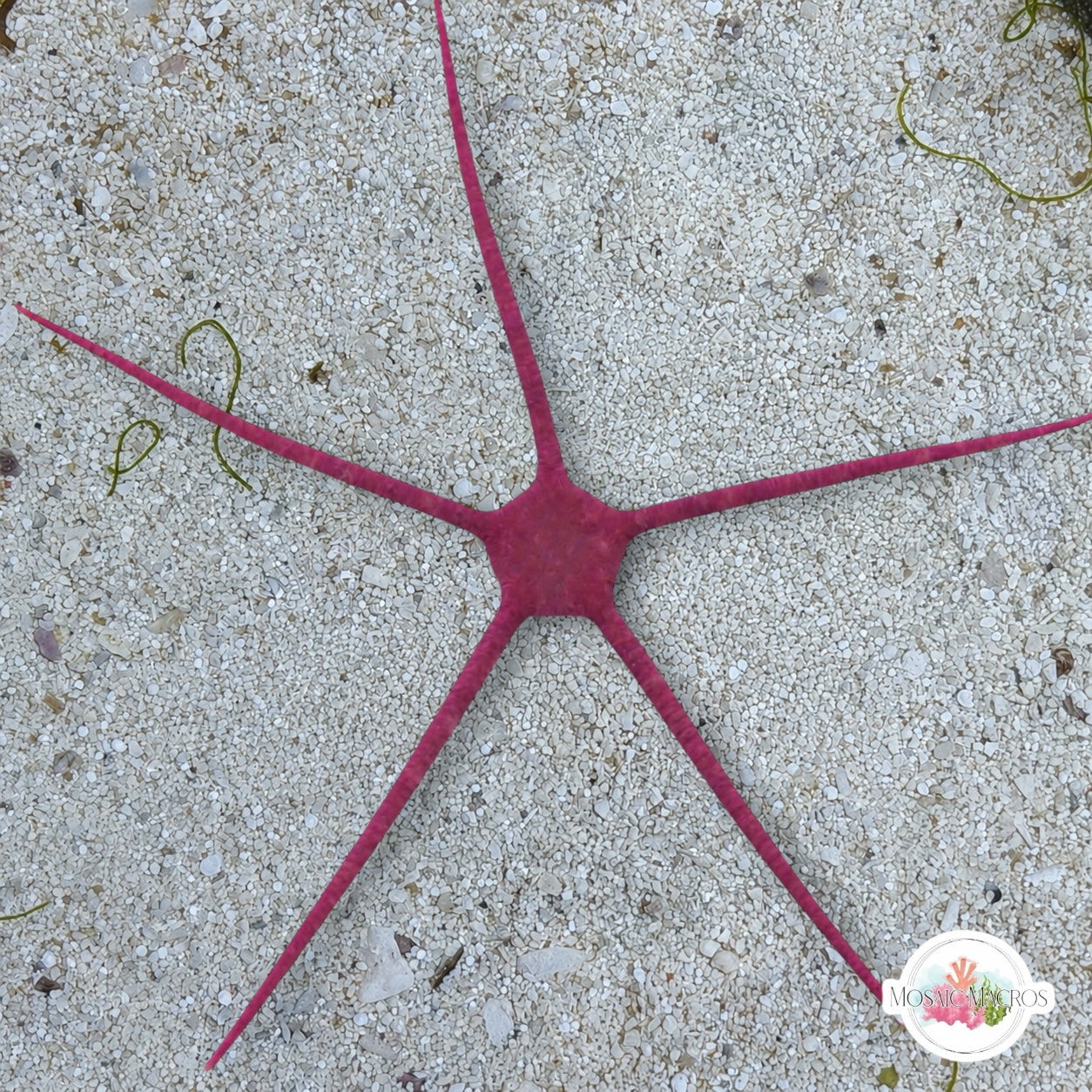 Purple Serpent Star | Ophioderma cinereum