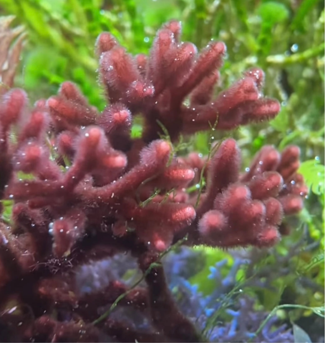 Bramble Thicket Macroalgae | Galaxaura sp.