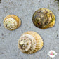 Astraea Turbo Snail | Lithopoma americanum