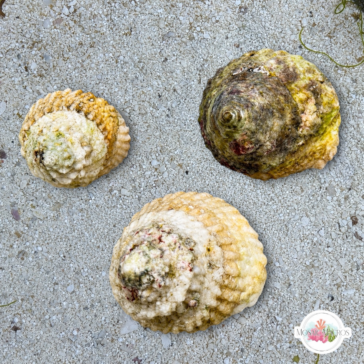 Astraea Turbo Snail | Lithopoma americanum