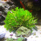 Jointed Tuft Algae | Cymopolia barbata