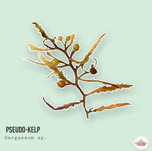 Pseudo-Kelp | Sargassum sp.