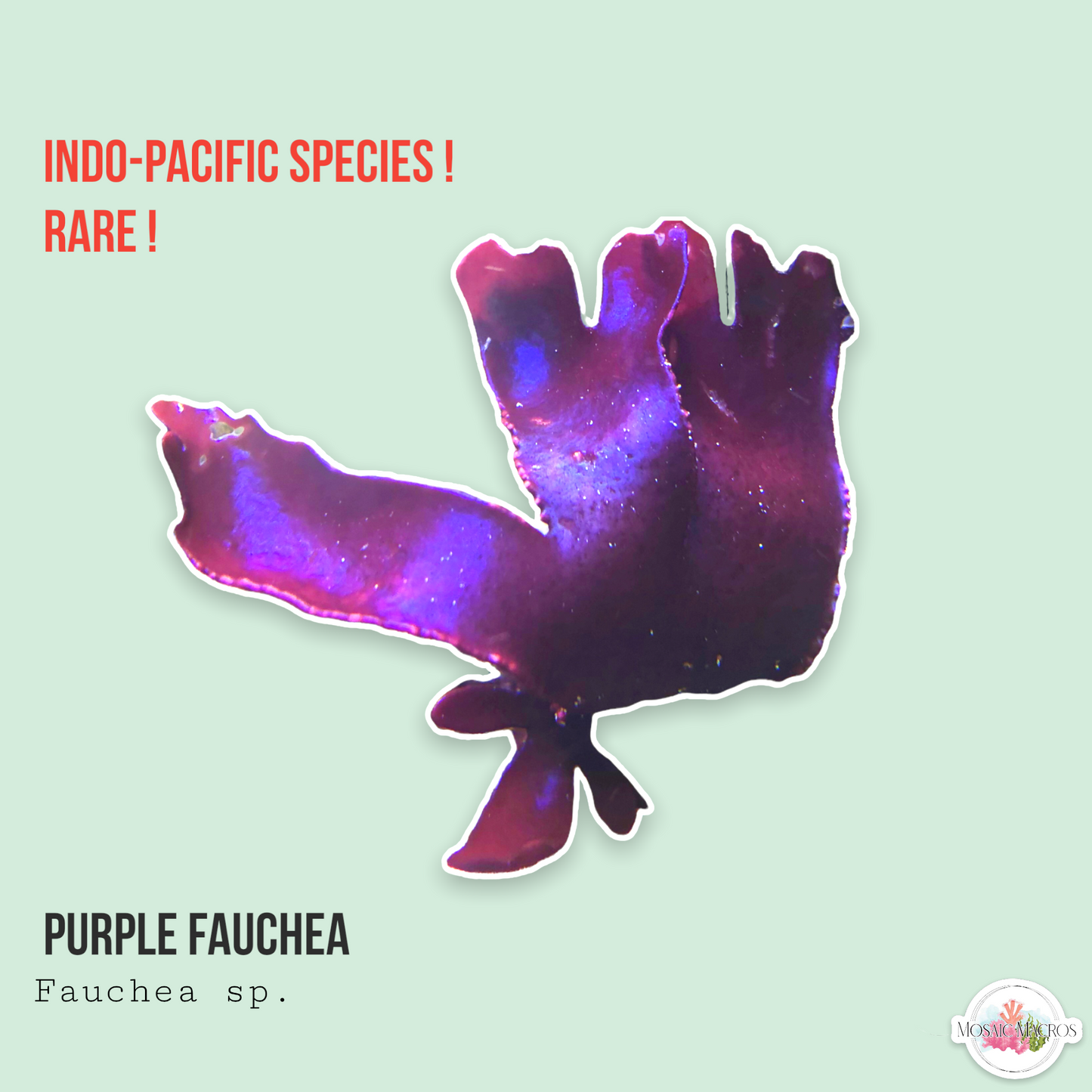 Purple Fauchea | Fauchea sp.