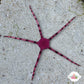 Purple Serpent Star | Ophioderma cinereum
