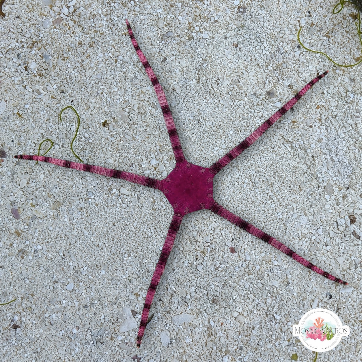 Purple Serpent Star | Ophioderma cinereum