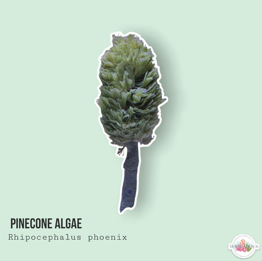 Pinecone Algae | Rhipocephalus phoenix