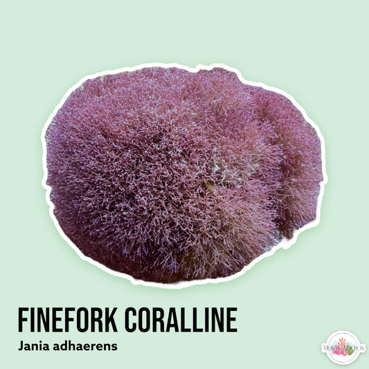 Finefork Coralline | Jania adhaerens
