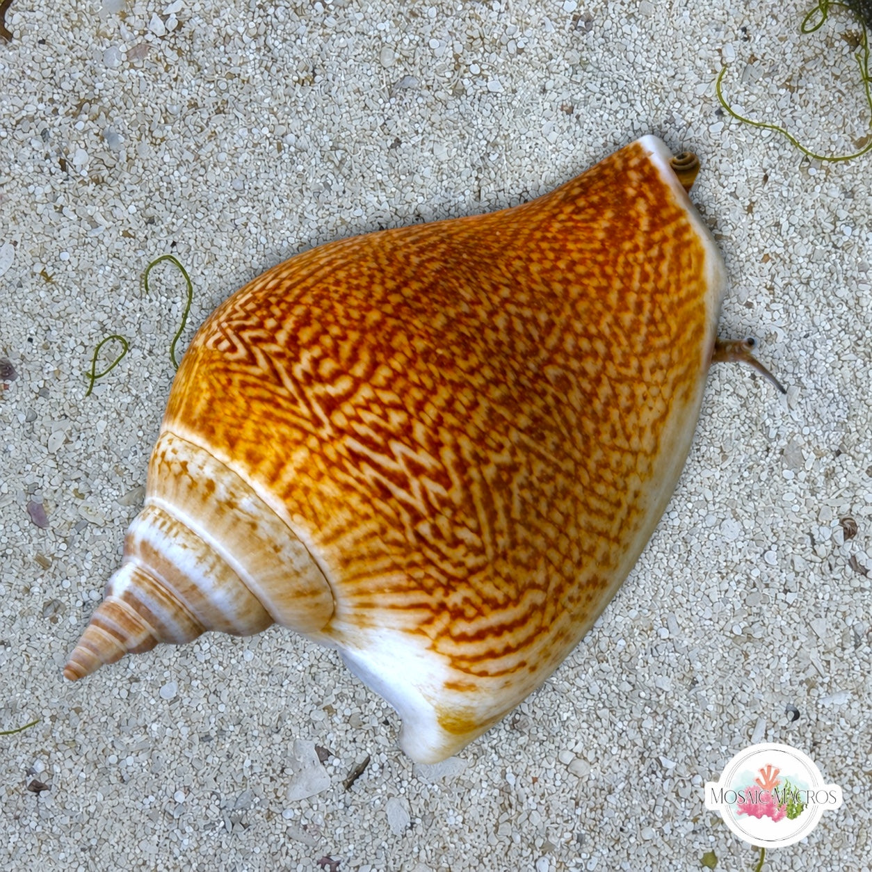 Dog Ear Conch Snail | Laevistrombus canarium