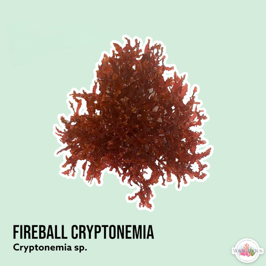 Fireball Cryptonemia Macroalgae | Cryptonemia sp.