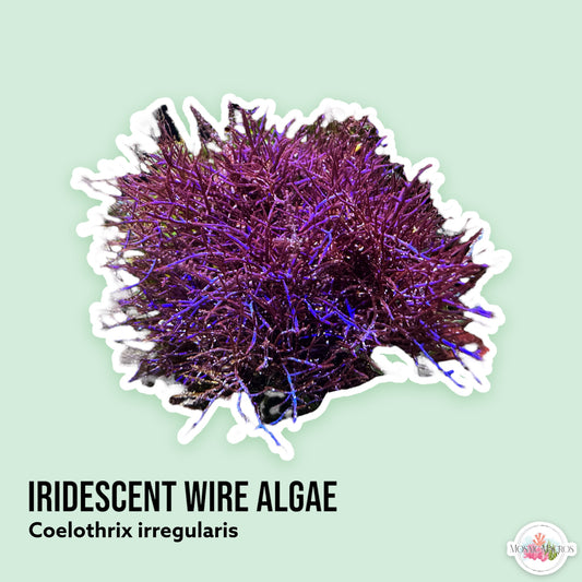 Iridescent Wire Algae | Coelothrix irregularis