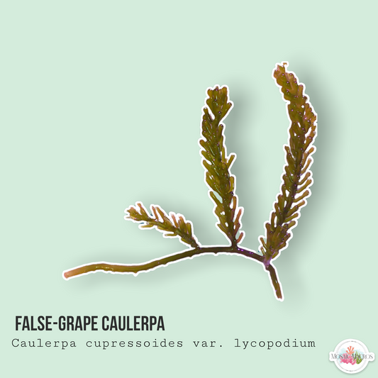 False-Grape Caulerpa | Caulerpa cupressoides var. Lycopodium