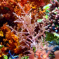 Pink Knobby Laurencia Macroalgae | Laurencia sp.