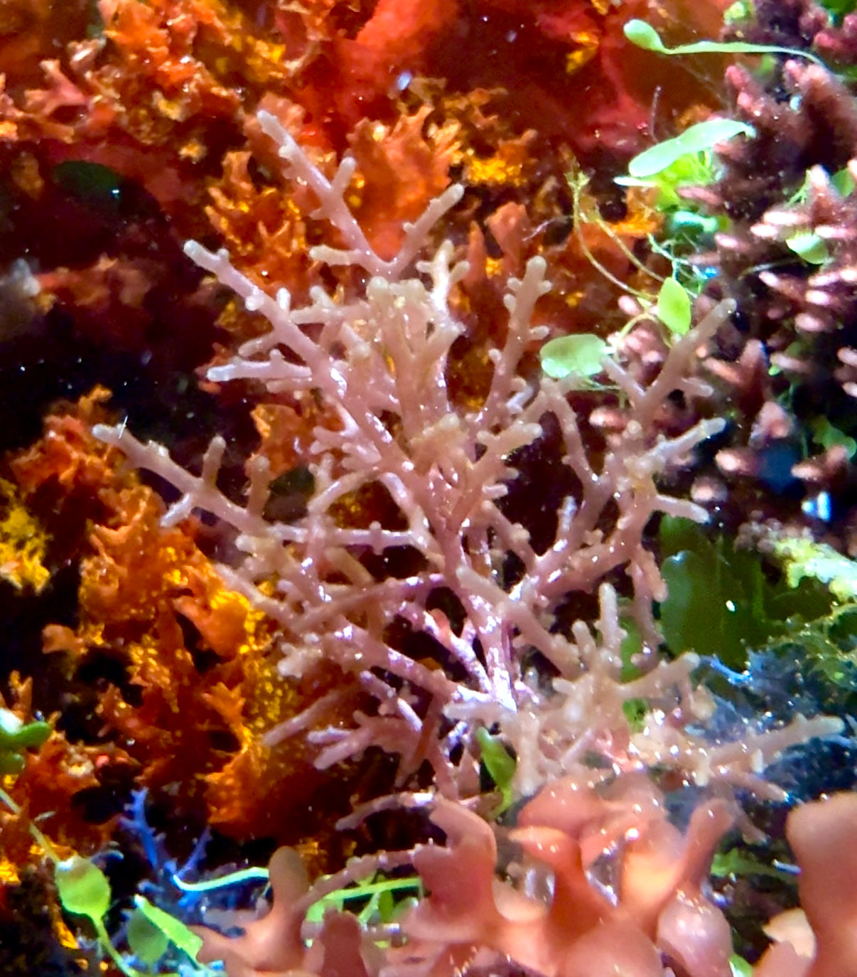 Pink Knobby Laurencia Macroalgae | Laurencia sp.