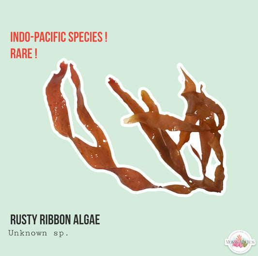 Rusty Ribbon Algae | Unknown sp.