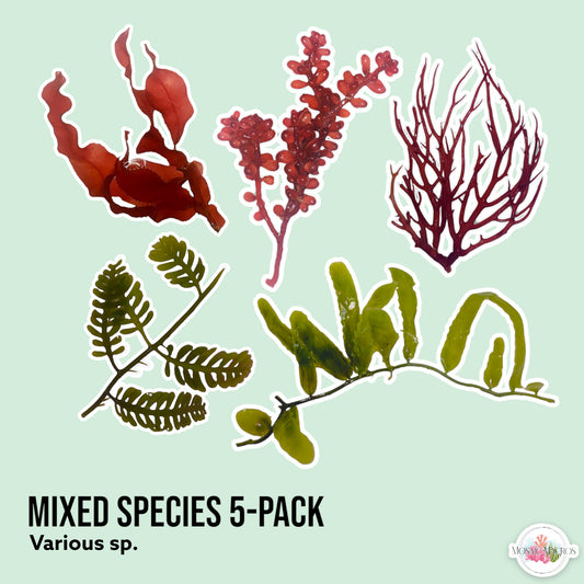 5-Pack Macro Algae Sampler | Various Species