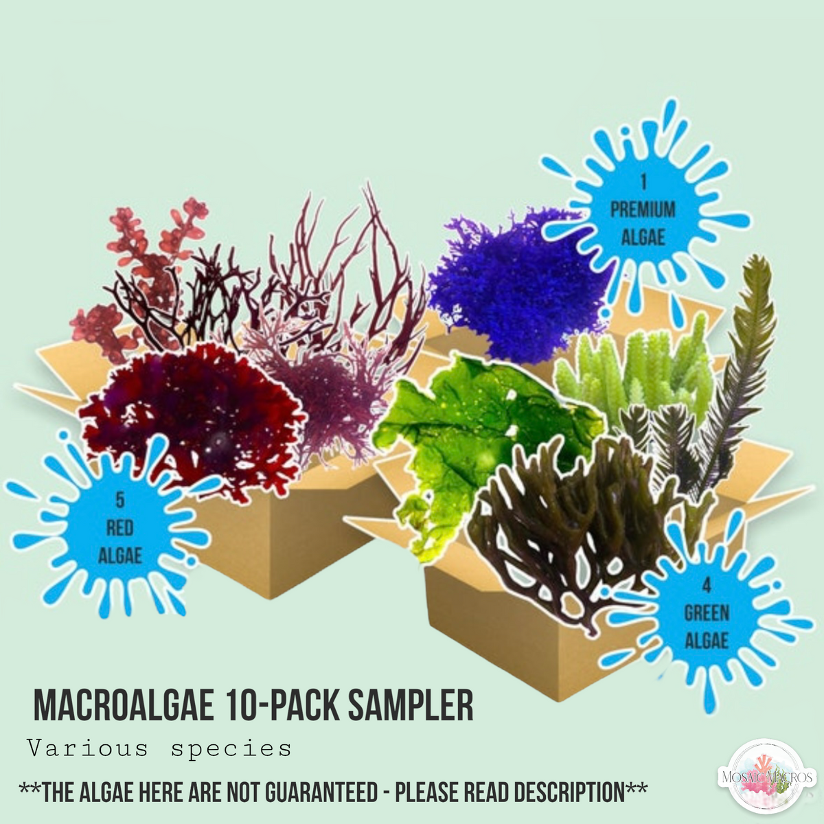 Macroalgae Labeles 10-Pack Macro Algae Sampler | Various Species – MosaicMacros