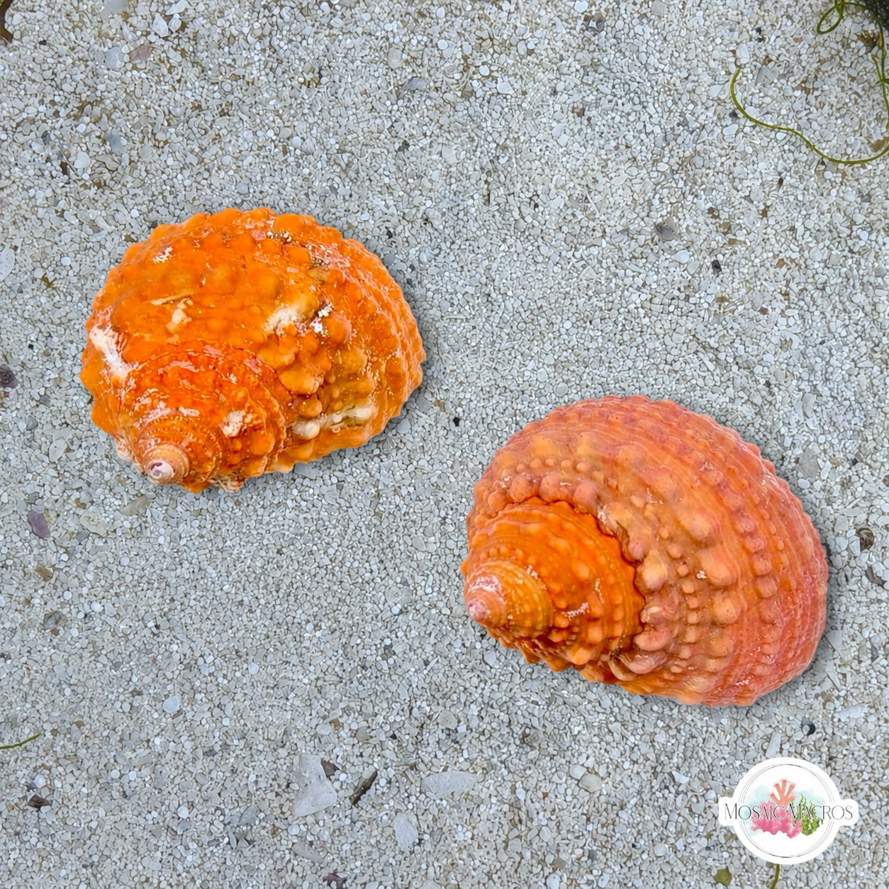 Orange Chestnut Turban Snail | Turbo castanea