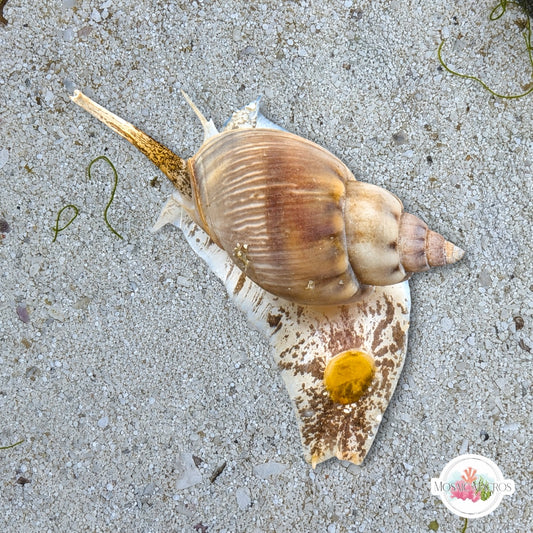 Large Tongan Nassarius Snail | Nassarius distortus