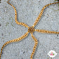 Long-Armed Banded Brittle Star | Ophiocomella pumila