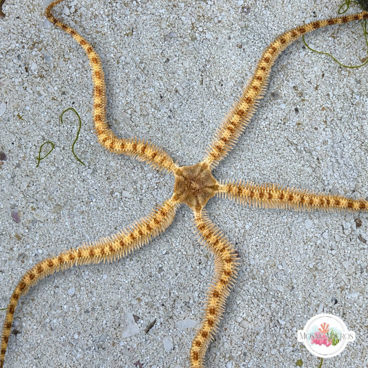 Long-Armed Banded Brittle Star | Ophiocomella pumila