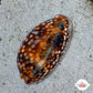 Atlantic Deer Cowrie Snail | Macrocypraea cervus