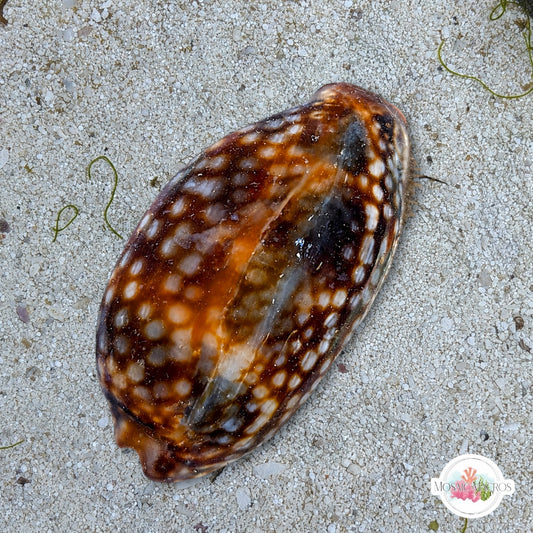 Atlantic Deer Cowrie Snail | Macrocypraea cervus