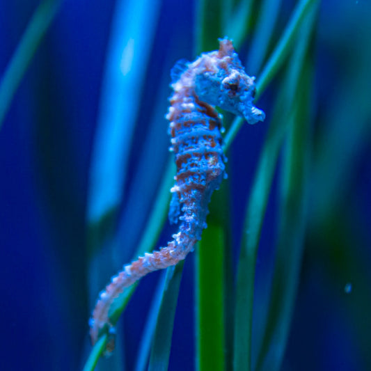 Dwarf Seahorse | Hippocampus zosterae