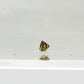 Micro Trochus Snail | Trochus sp.