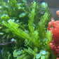 False-Grape Caulerpa Macroalgae | Caulerpa cupressoides var. Lycopodium