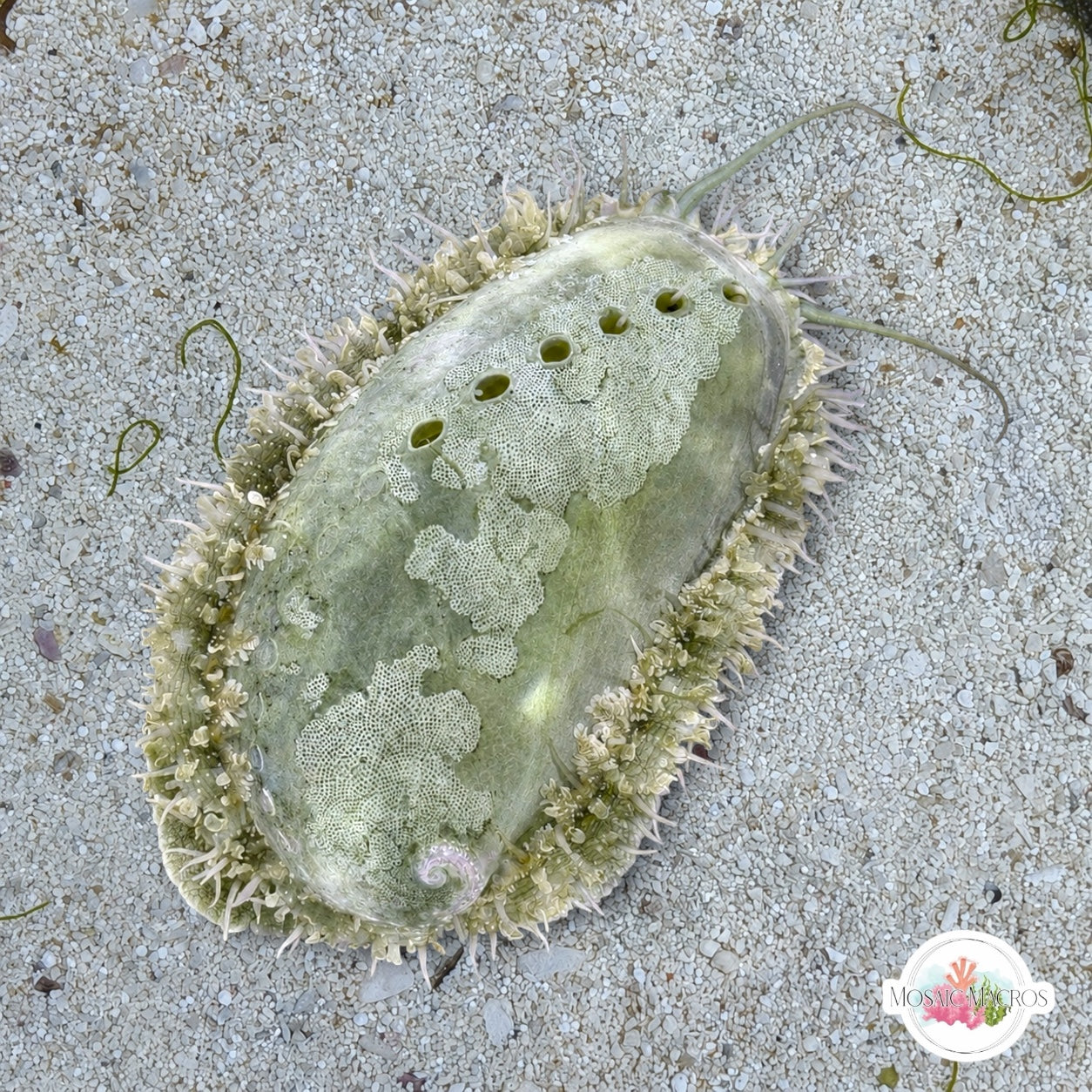 Donkey Ear Abalone Snail | Haliotis asinina