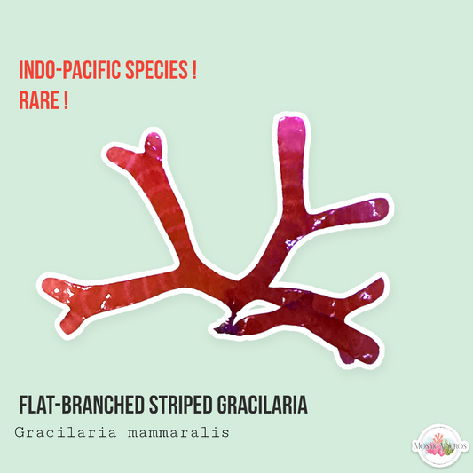 Flat-Branched Striped Gracilaria | Gracilaria mammaralis