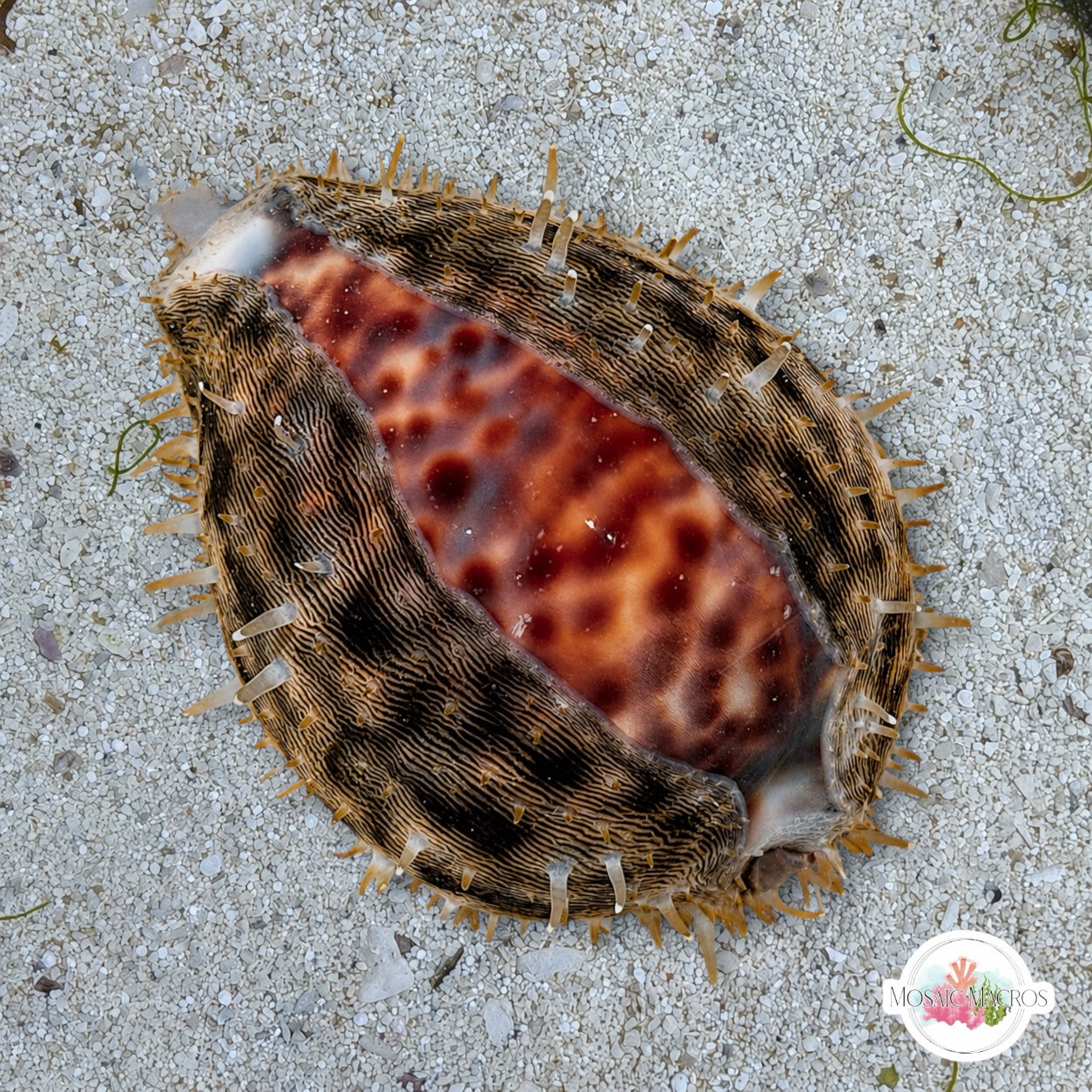 Tiger Cowrie Snail | Cypraea tigris