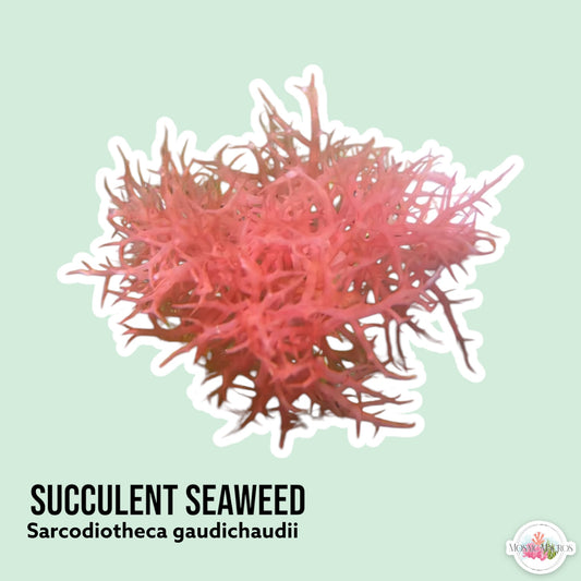 Succulent Seaweed Macroalgae | Sarcodiotheca gaudichaudii