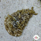 Wedge Sea Hare | Dolabella auricularia