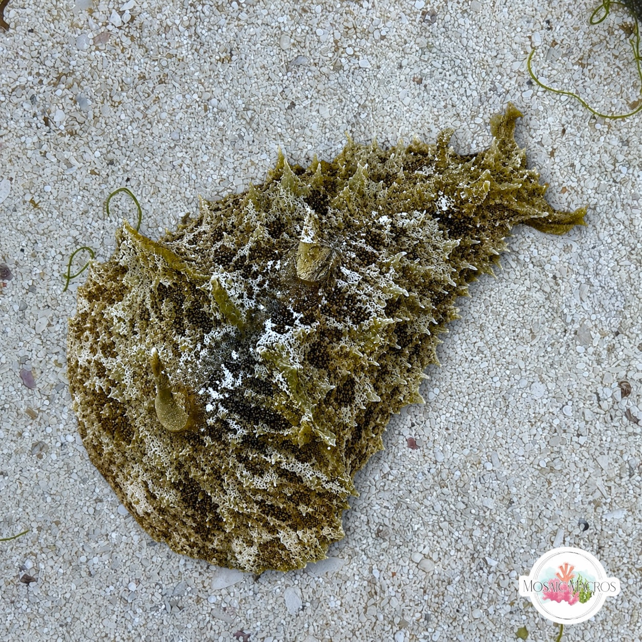 Wedge Sea Hare | Dolabella auricularia