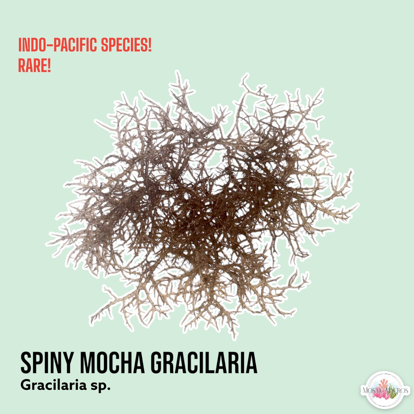 Spiny Mocha Gracilaria Macroalgae | Gracilaria sp.