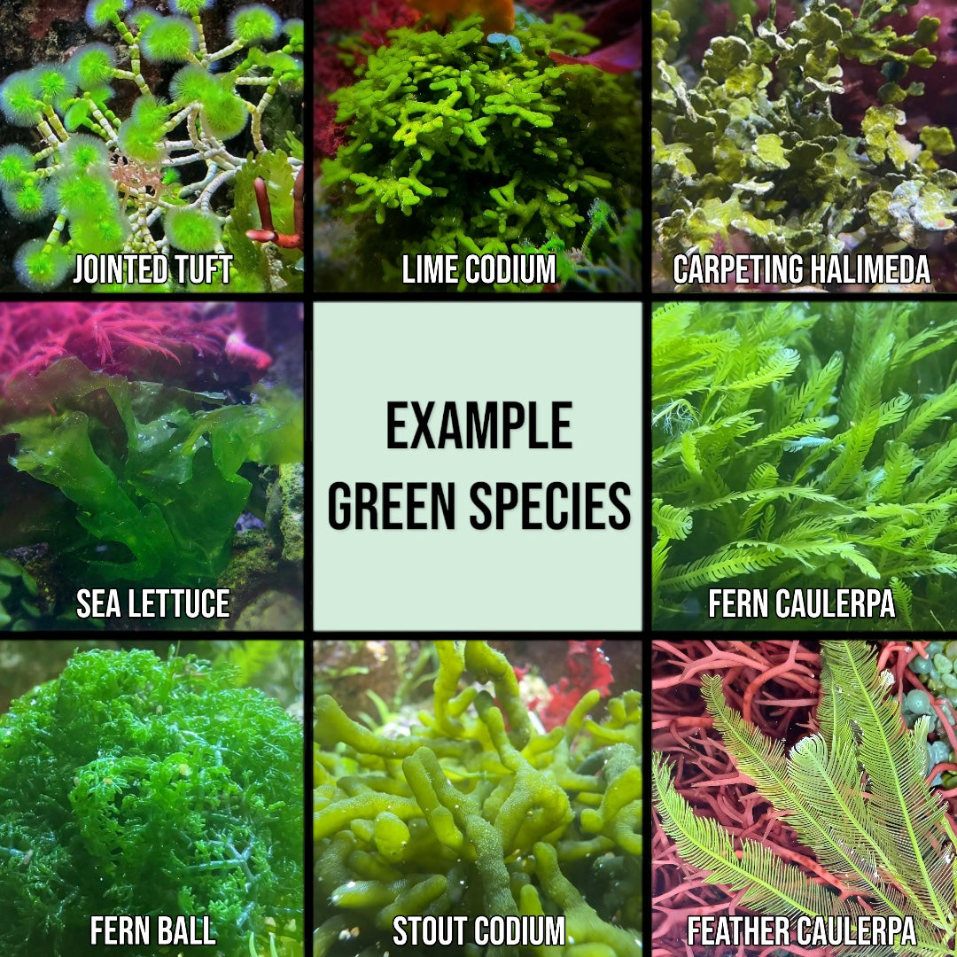 Define Macroalgae 5-Pack Macroalgae Sampler | Caulerpa, Ogo, Hypnea, Dragon’s Breath ...