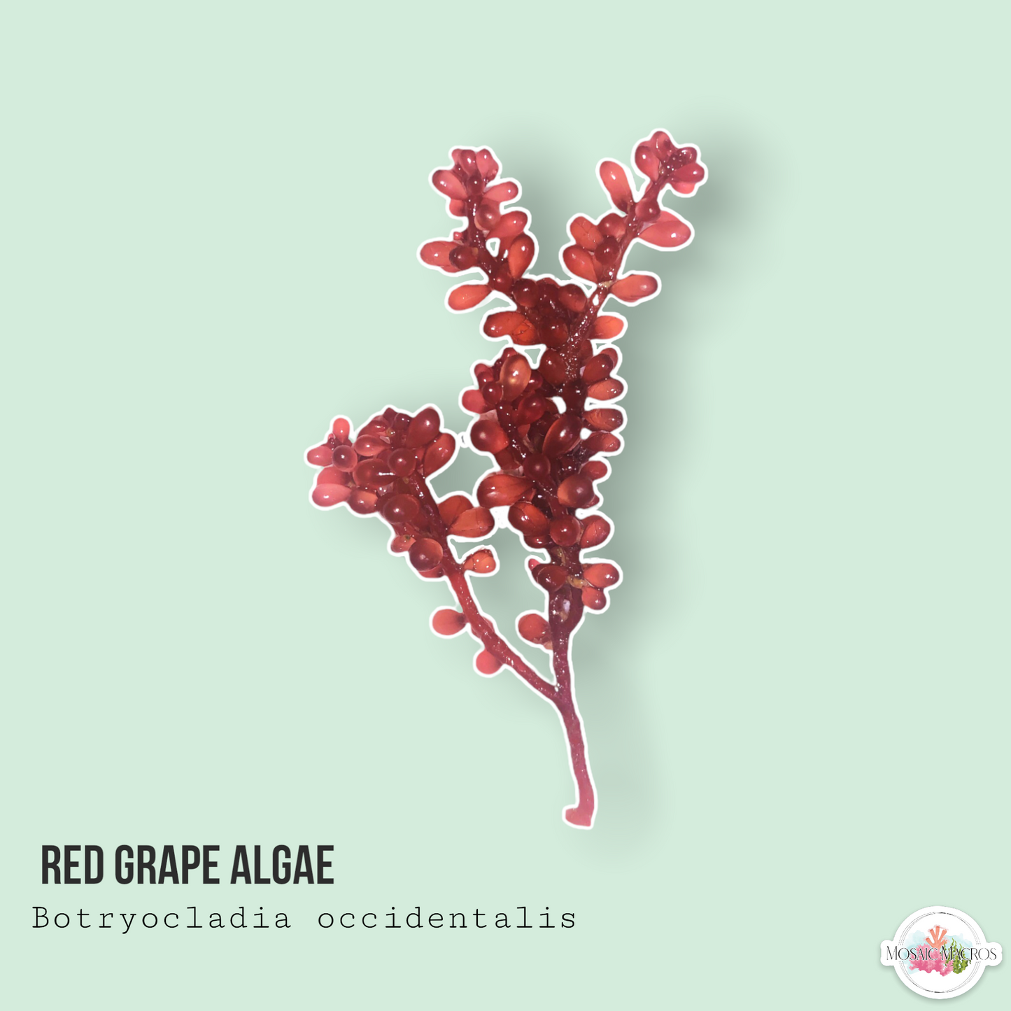 Red Grape Algae | Botryocladia occidentalis