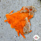 Sponge Decorator Crab | Marcocoeloma trispinosum